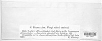 Ramularia obliqua image